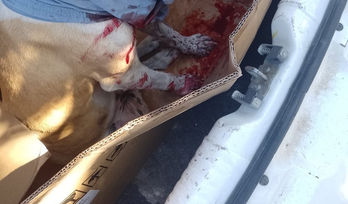 PC investiga crime de maus-tratos contra cachorro esfaqueado no interior de Alagoas