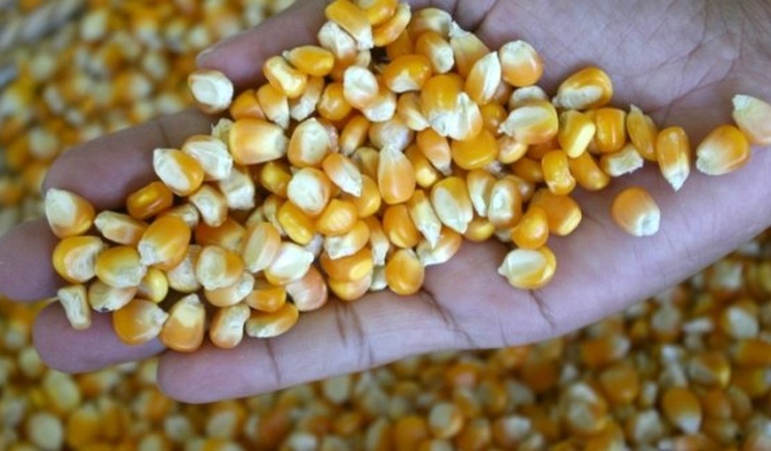 Governo de Alagoas quer aumentar produção de milho no Agreste