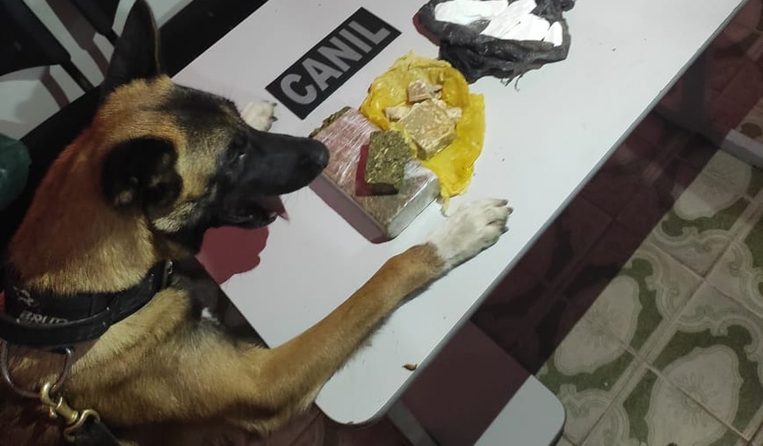 Canil do 3° Batalhão encontra 750 gramas de drogas dentro de carro em Arapiraca
