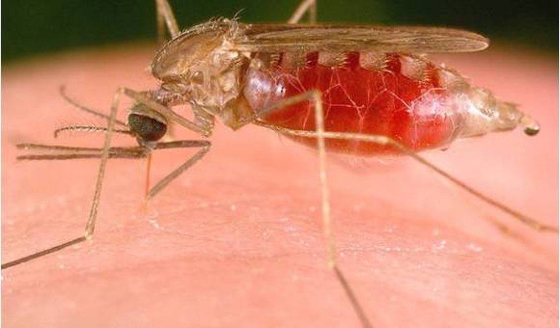 Sesau emite nota sobre alagoano que contraiu Malária na África