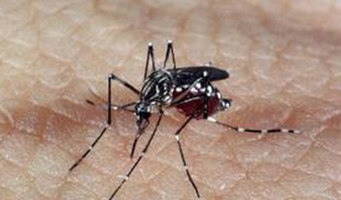 Agência da ONU de energia atômica discute combate ao Aedes em reunião no Brasil