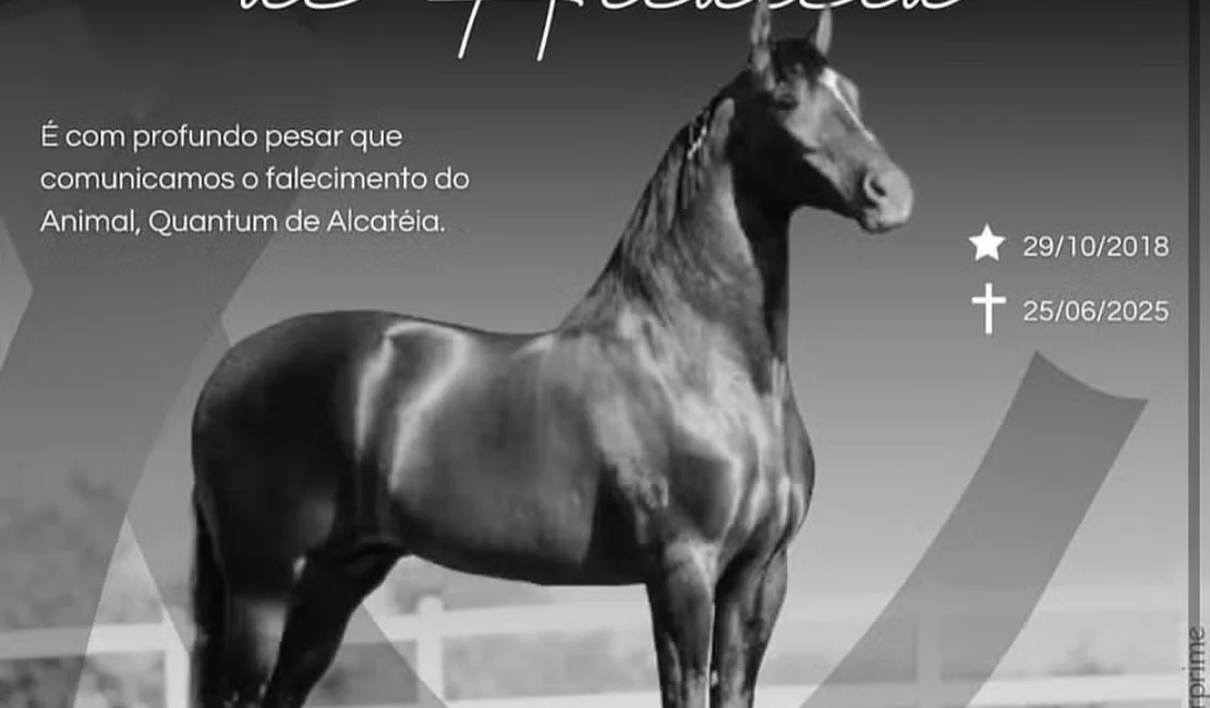 Haras alagoano registra morte de 69 cavalos por consumo de ração contaminada; entre eles, um avaliado em R$ 12 milhões