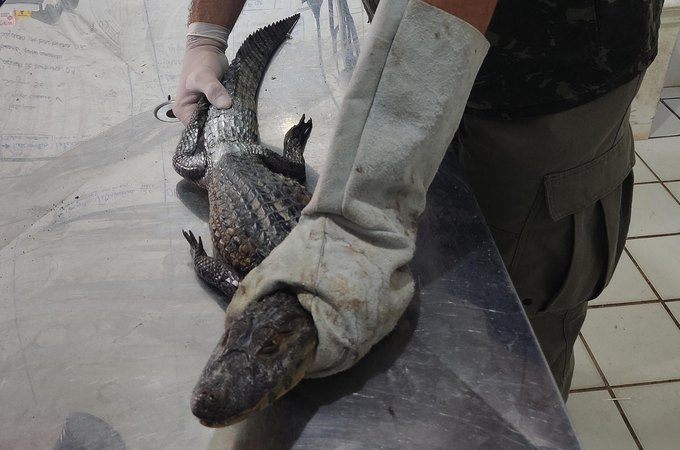 Período chuvoso aumenta a presença de animais silvestres em áreas urbanas