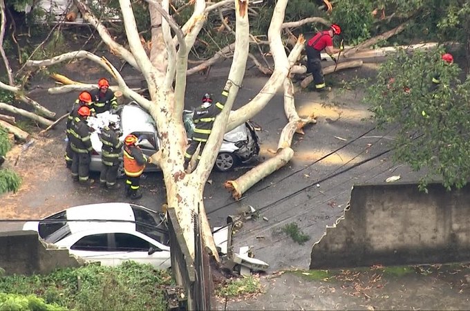 Queda de árvore mata mulher atingida dentro de carro em São Paulo