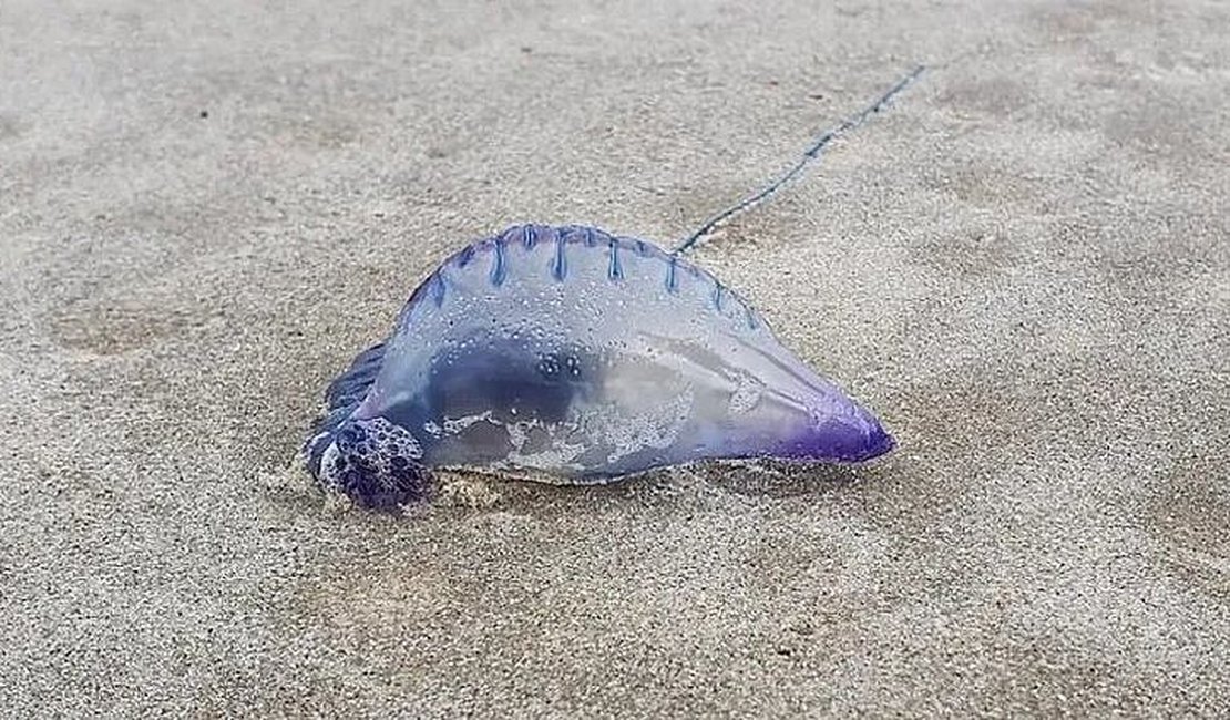 Criança sofre queimaduras após ser atacada por caravela na praia do Francês
