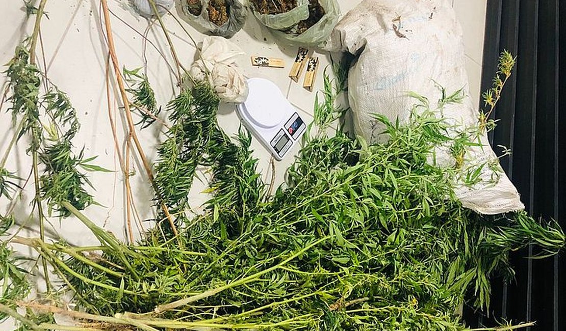 Operação descobre plantação com 300 pés de maconha e prende homem no Sertão de Alagoas