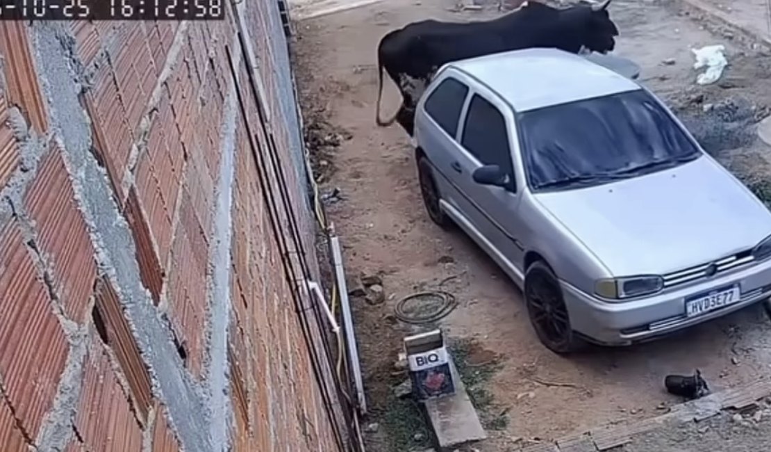 Boi furioso invade casa, destrói veículo e assusta moradores