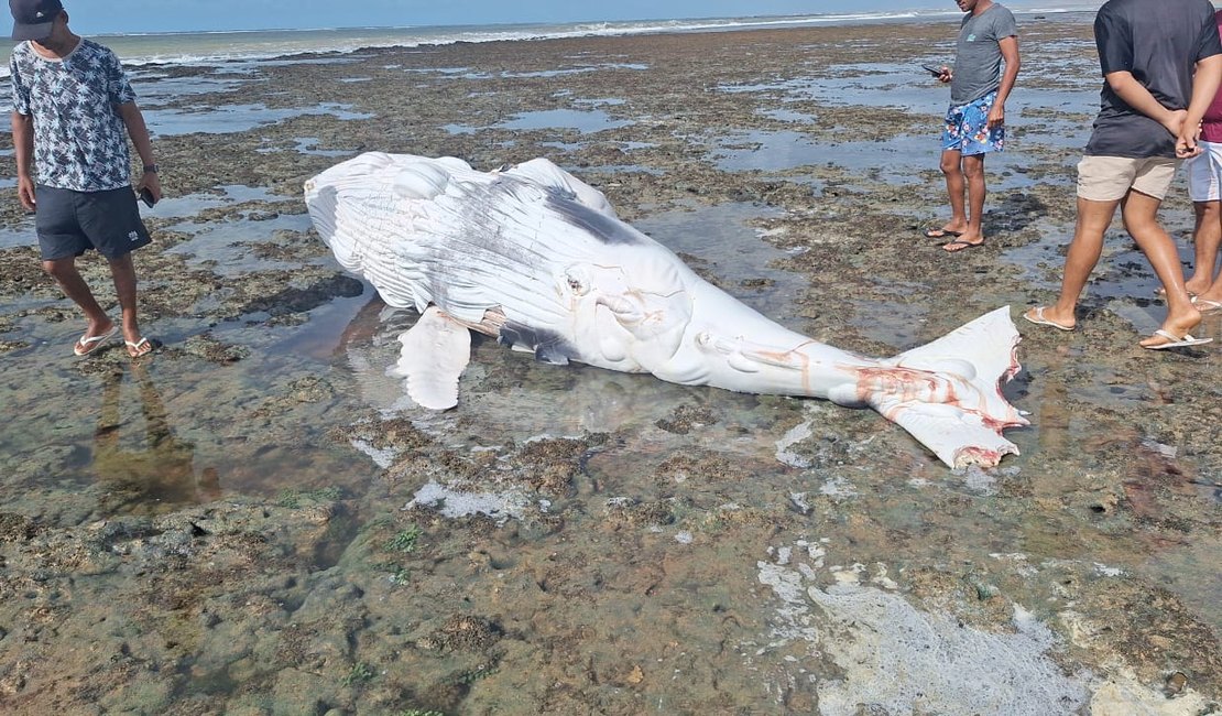 Mais uma baleia é encontrada morta, com marcas de mordida de tubarão, na Praia do Pontal do Peba