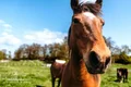 Alagoas já soma 65 mortes de cavalos ligadas ao consumo de ração contaminada