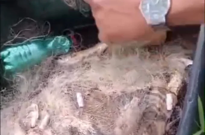 Pescadores lamentam morte de peixes na Lagoa do Pé-Leve, no Agreste de Alagoas