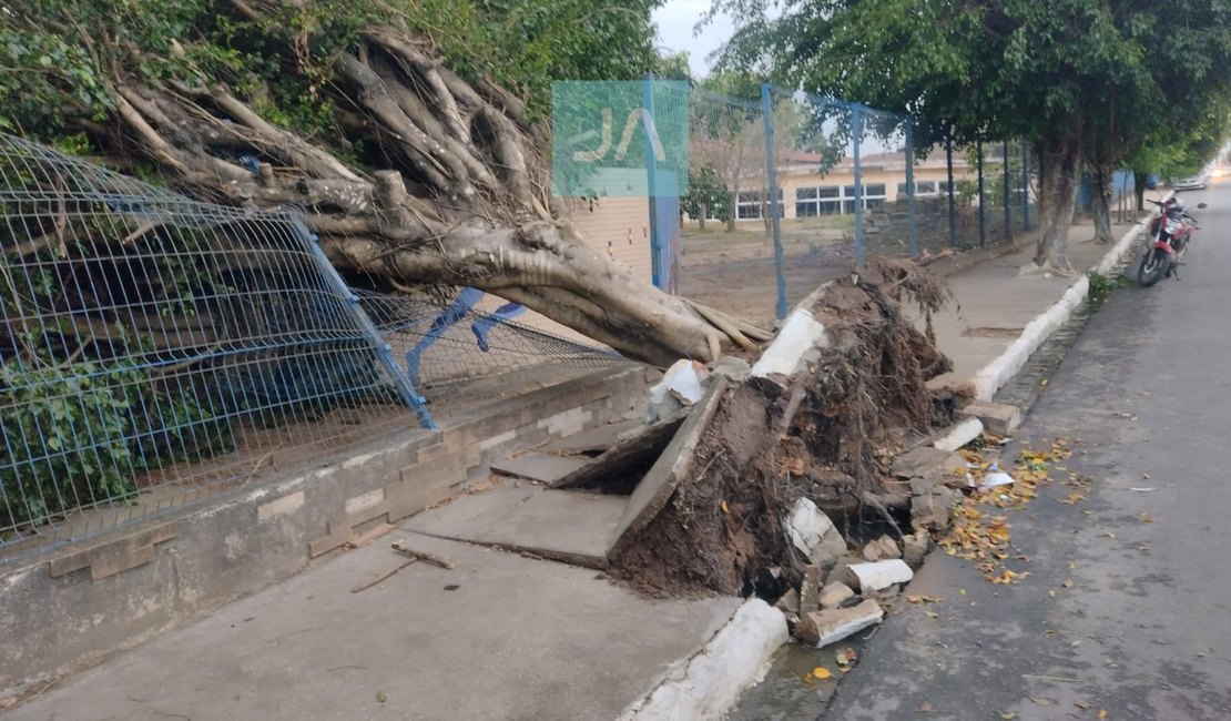 Ventos fortes derrubam árvore e danificam grade e calçada de escola em Arapiraca