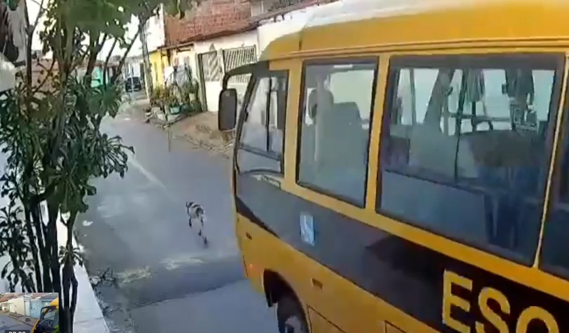 Câmera flagra ônibus escolar atropelando cachorro em Marechal Deodoro; assista