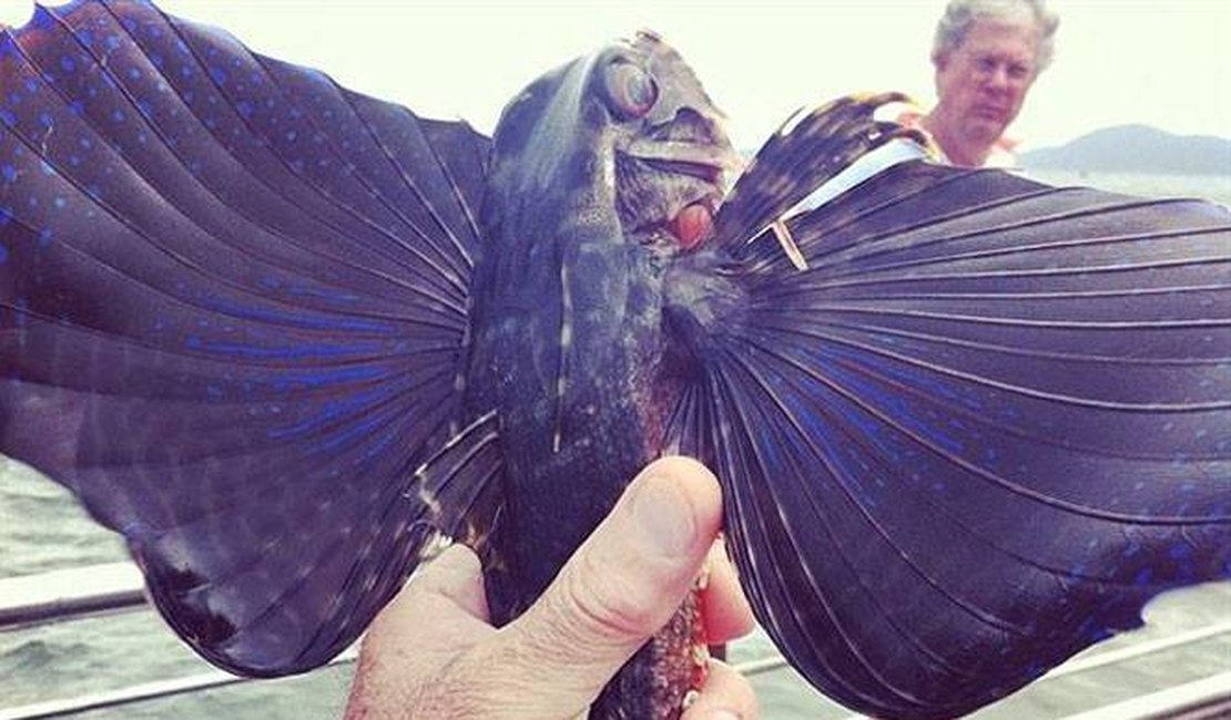 Peixe com “asas” é fisgado em Santos