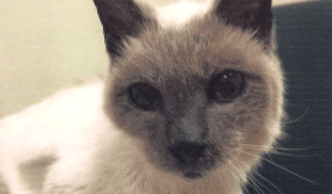 Morre gato siamês mais velho do mundo, aos 30 anos