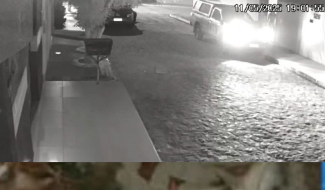 Investigação conclui que gato foi atropelado acidentalmente em Arapiraca; caso inicialmente apontava disparo de arma
