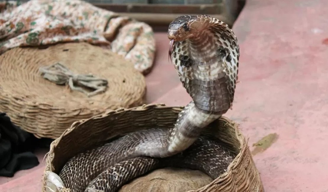 Menino de dois anos morde e mata cobra venenosa após ser atacado em casa
