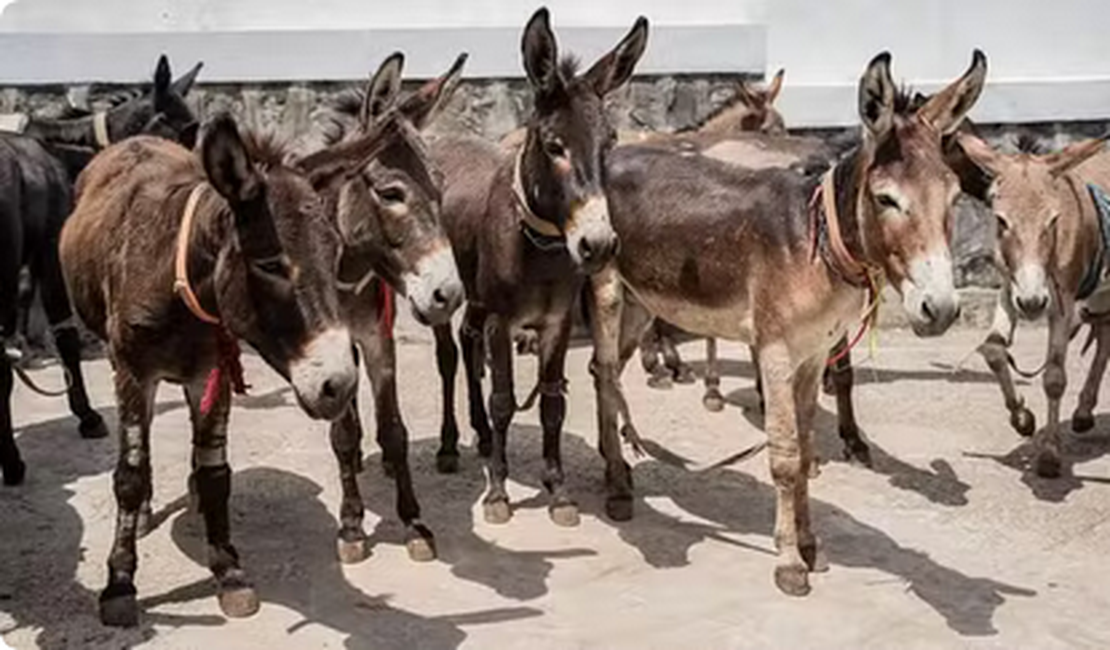 Jumento brasileiro pode entrar em extinção até 2030 com abate para exportação para China, alerta pesquisador da Ufal