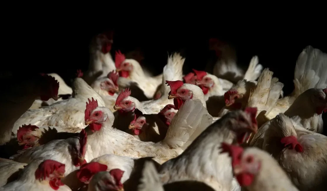 Brasil registra 122 mil casos de canibalismo entre frangos em 2025