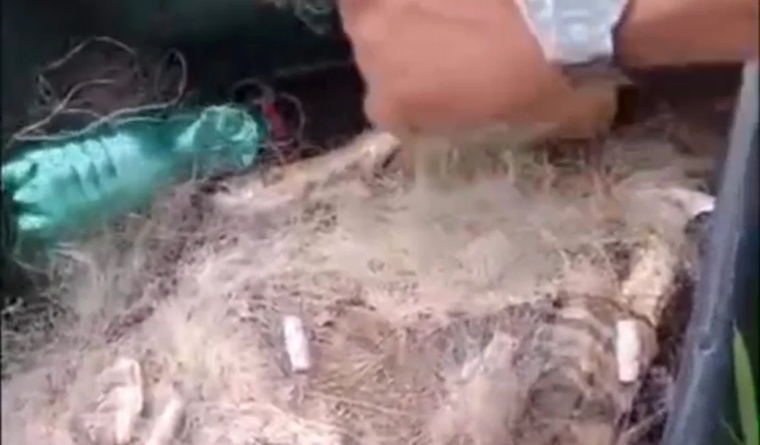 Pescadores lamentam morte de peixes na Lagoa do Pé-Leve, no Agreste de Alagoas