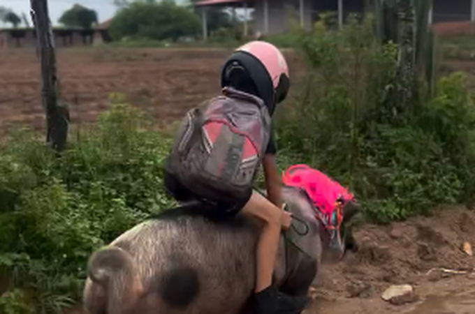 VÍDEO: Menino volta da escola montado em porco em Girau do Ponciano