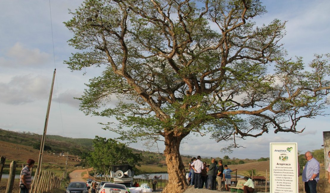 Prefeito lança Memorial da Árvore Centenária de Arapiraca