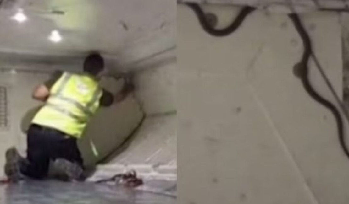 Cobra é encontrada em avião, assusta passageiros e atrasa voo