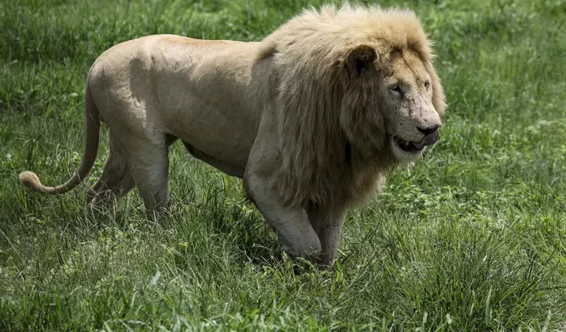 Leão mata homem que tentava domesticá-lo no Iraque