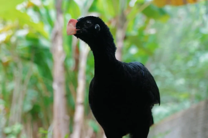 IMA atua na reintrodução do Mutum-de-alagoas e fortalece preservação da fauna alagoana