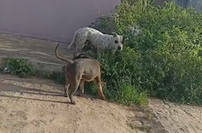 Equipes se mobilizam para capturar cães da raça pitbull soltos no bairro Senador Nilo Coelho