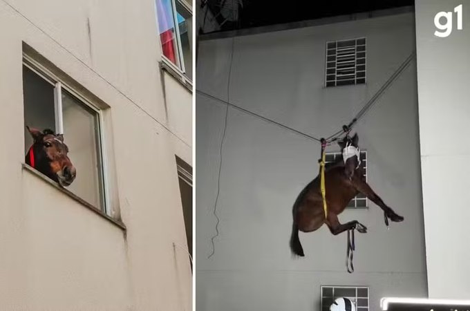 Bombeiros resgatam égua que estava há 10 dias em 3º andar de prédio em São Leopoldo
