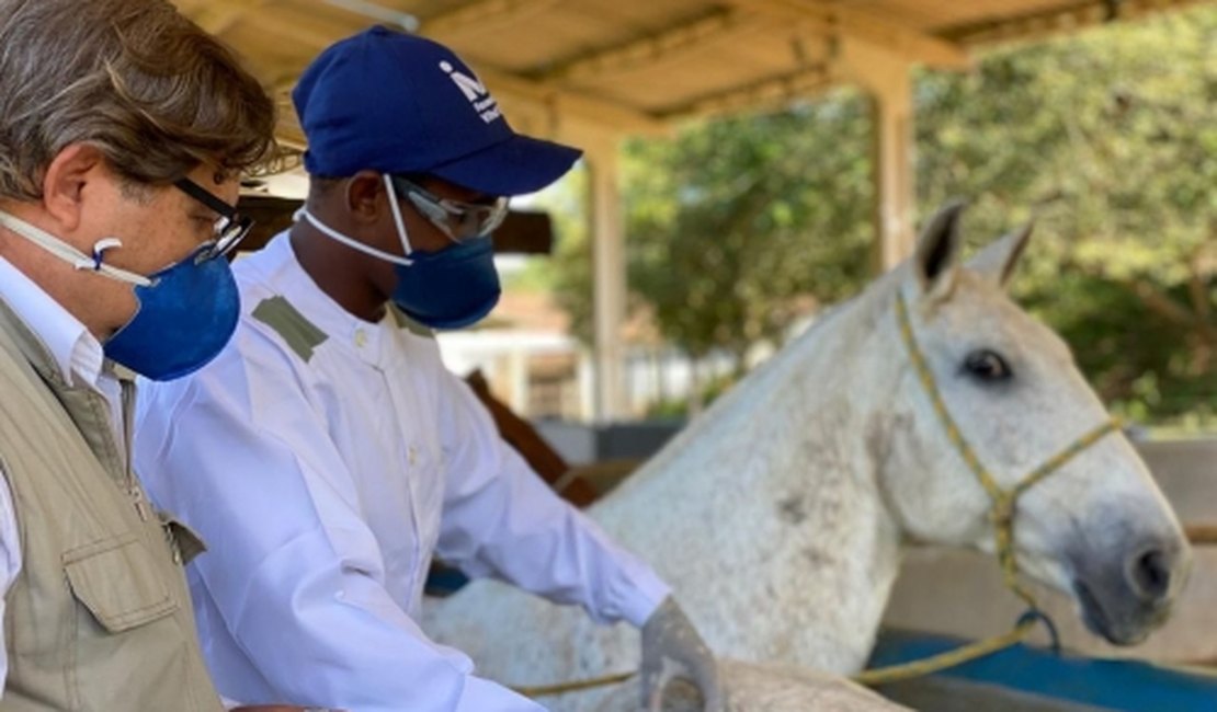 Soros produzidos por cavalos têm anticorpos potentes para covid-19