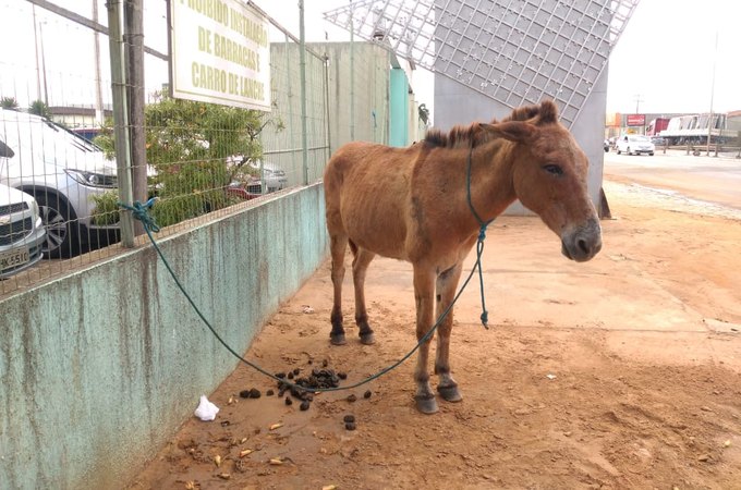 Cavalo é abandonado, amarrado ao muro do HEA, em Arapiraca