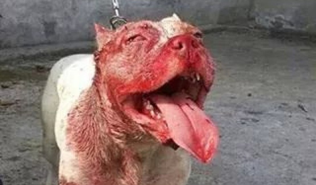 Cachorro da raça Pit Bull mata o próprio dono na Bahia
