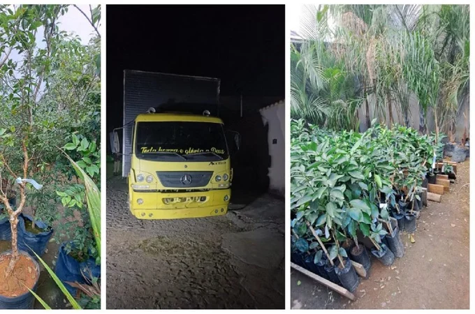 Dono de floricultura é preso após furtar R$ 300 mil em mudas de concorrente