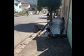 Vídeo. Pitbull ataca e mata cachorro pequeno em Palmeira dos Índios