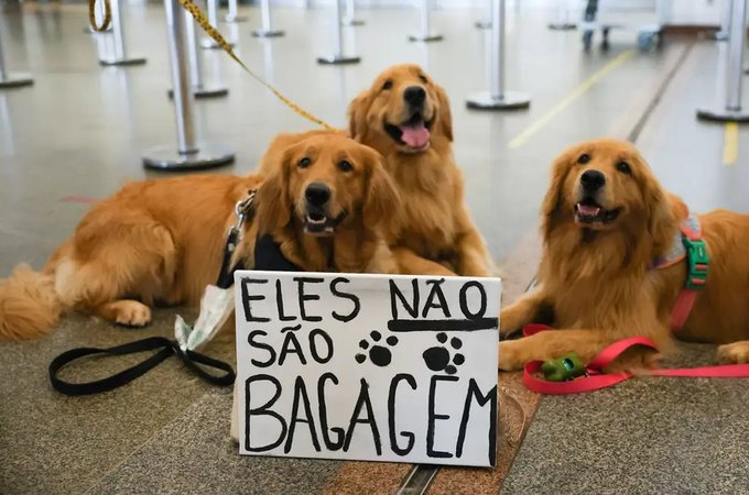 STJ autoriza que companhia aérea recuse transporte de animais de suporte emocional