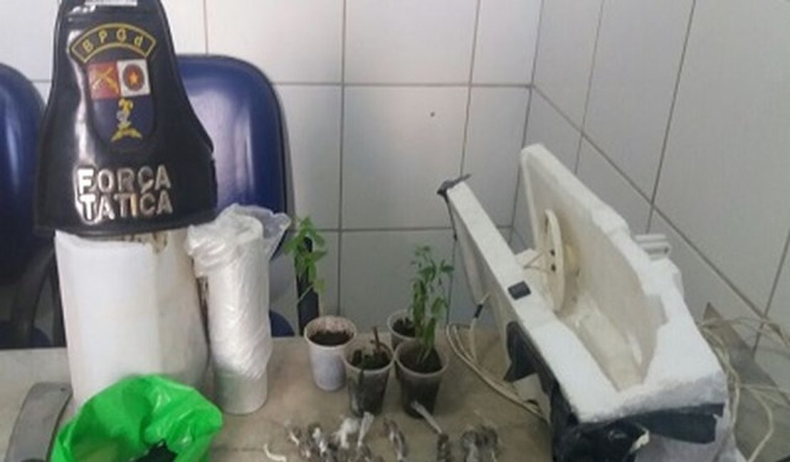 Polícia prende jovem que mantinha estufa para cultivo de maconha em casa