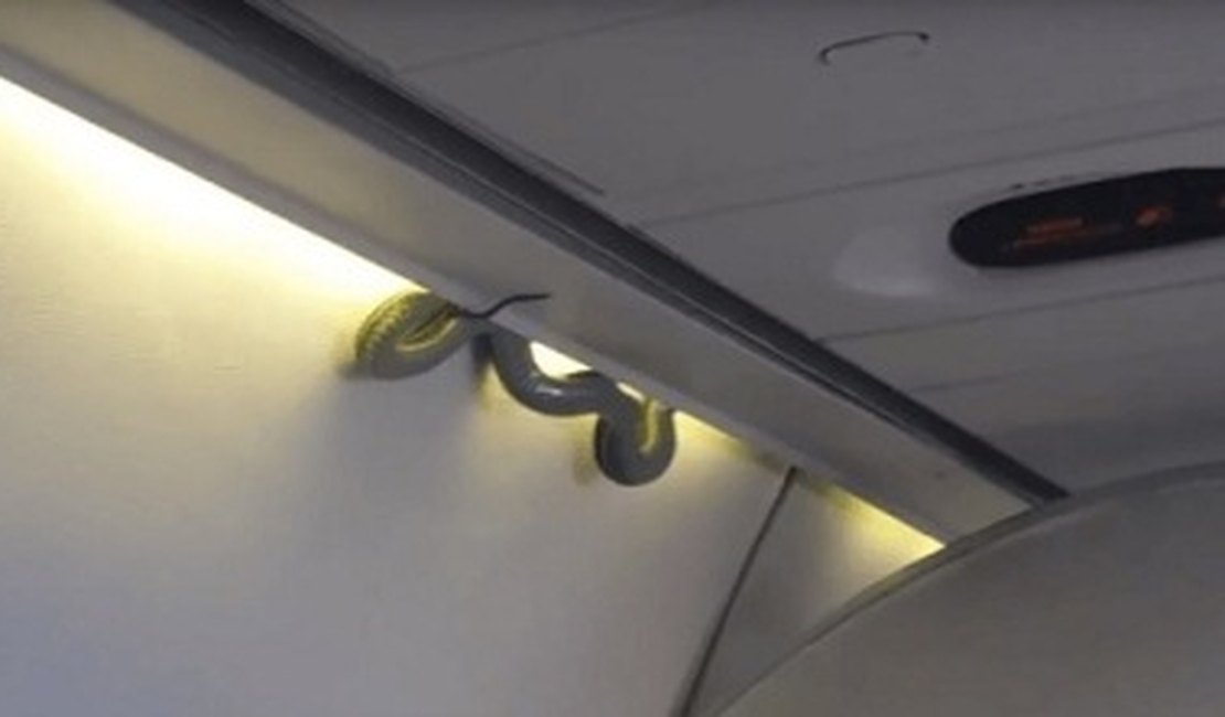 VÍDEO. Cobra surge em teto de aeronave e aterroriza passageiros no México