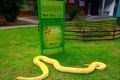 Cobra píton resgatada na chácara de CAC assassino de 4 jovens em AL é levada para zoológico na PB