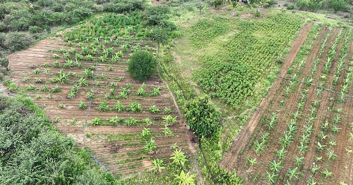 Mpal Descobre Planta O De Maconha Na Bahia E Mil P S Da Planta S O