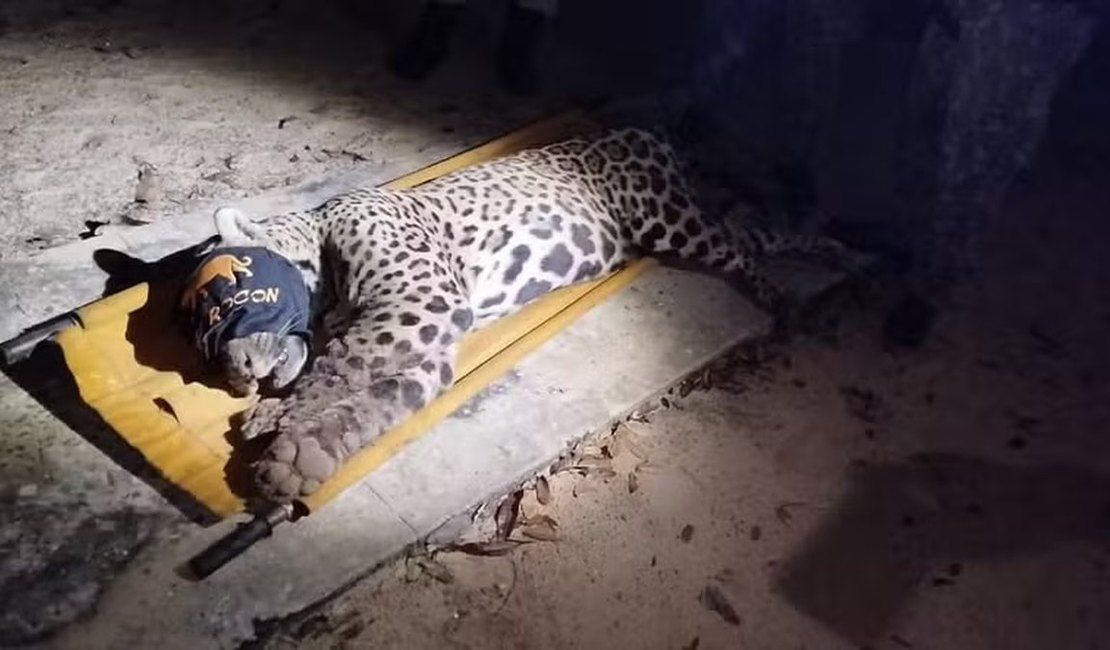 Onça que matou caseiro no pantanal é capturada