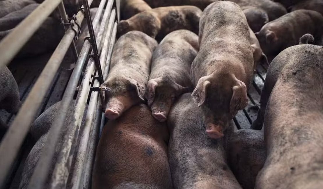 Fazendeiro é acusado de alimentar porcos com corpos de mulheres