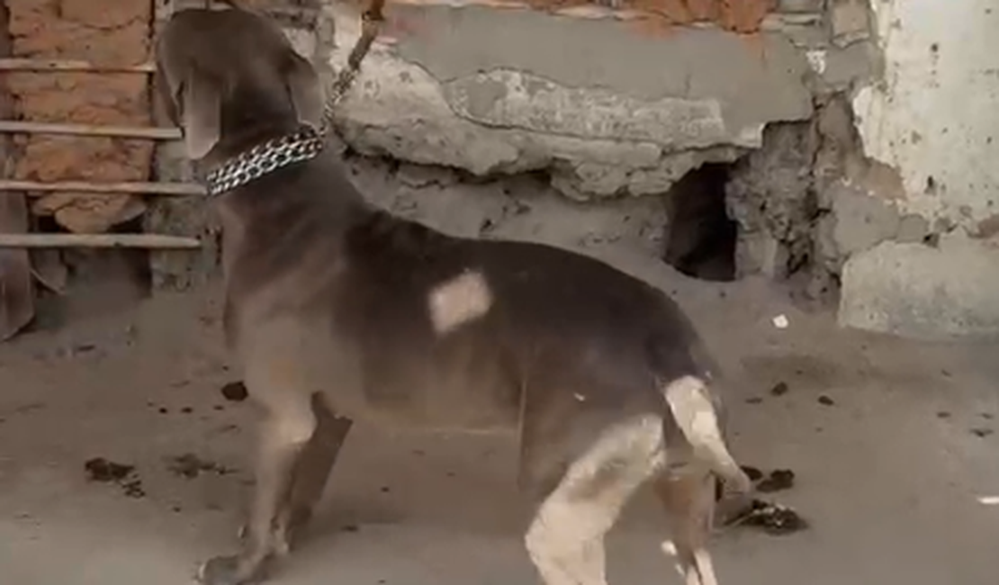 Três cães vítimas de maus-tratos são resgatados em Dois Riachos; um dos animais dormia sobre as próprias fezes