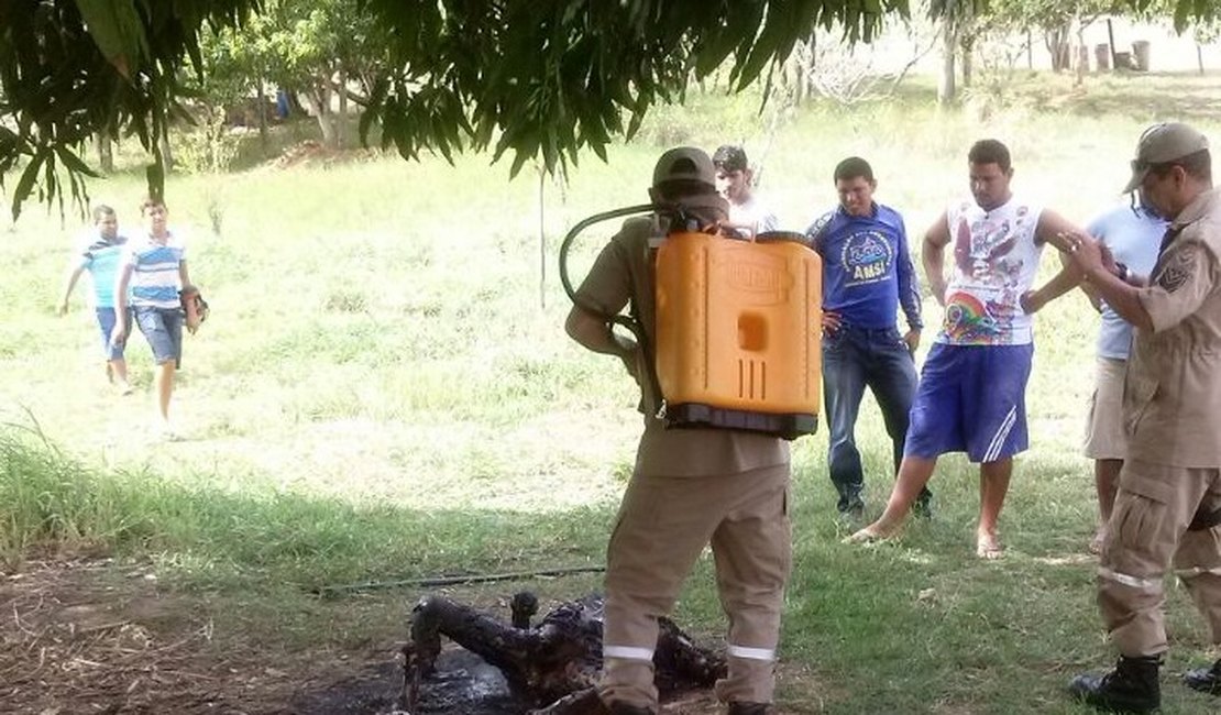Corpos são encontrados carbonizados em Santana do Ipanema