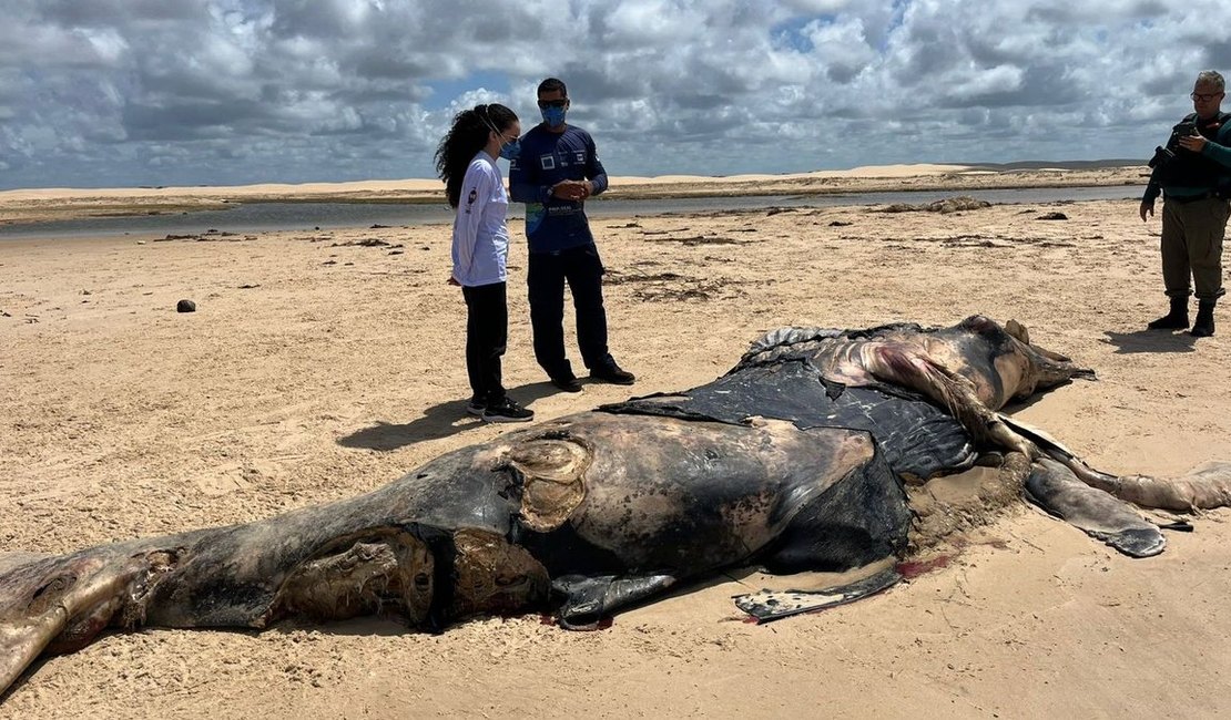 Baleia-jubarte encalha morta em praia de Alagoas no início da temporada migratória