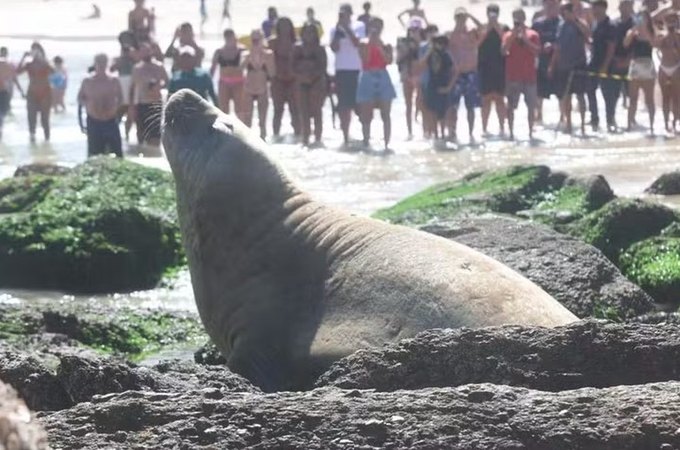Elefante-marinho é visto 'camuflado' descansando em praia de Niterói