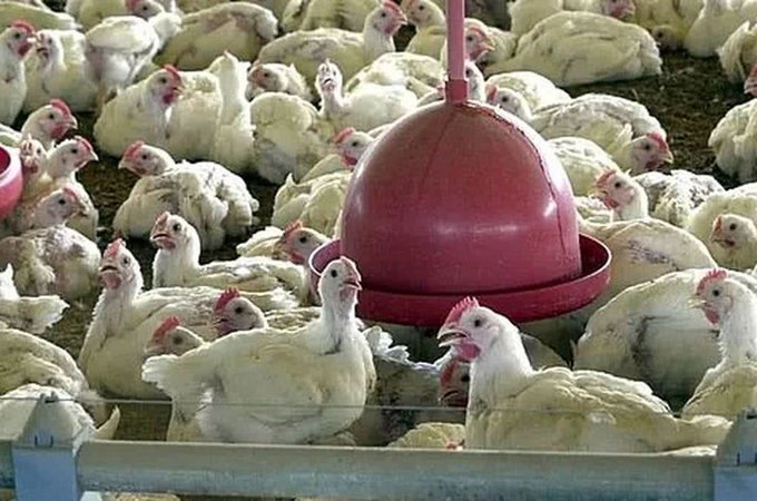Brasil se autodeclara livre da gripe aviária após etapa de isolamento