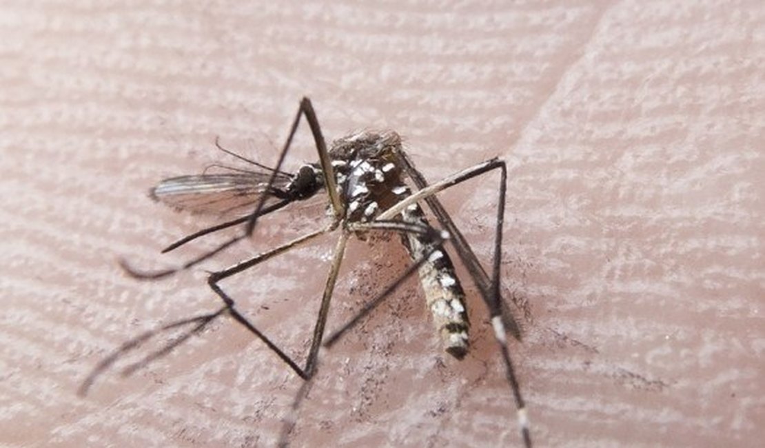 Sesau divulga novo boletim com dados de dengue, chikungunya e zika vírus