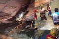 Bombeiros capturam sucuri de 5 metros em balneário em Goiás