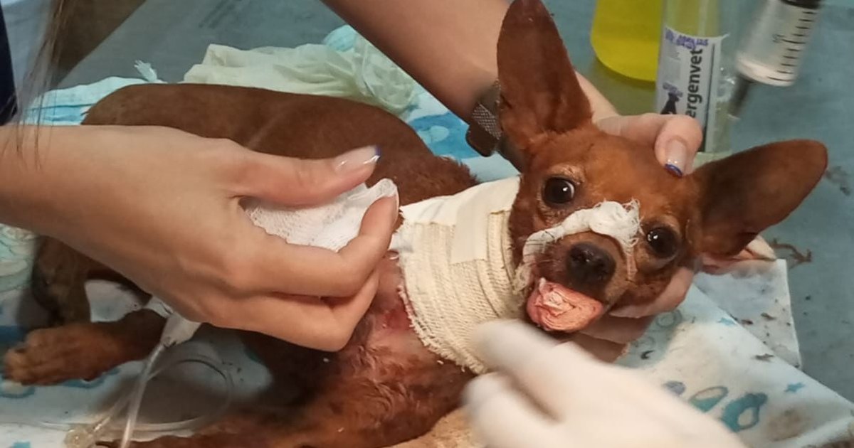 Cachorro luta pela vida após ser esfaqueado no pescoço e brutalmente